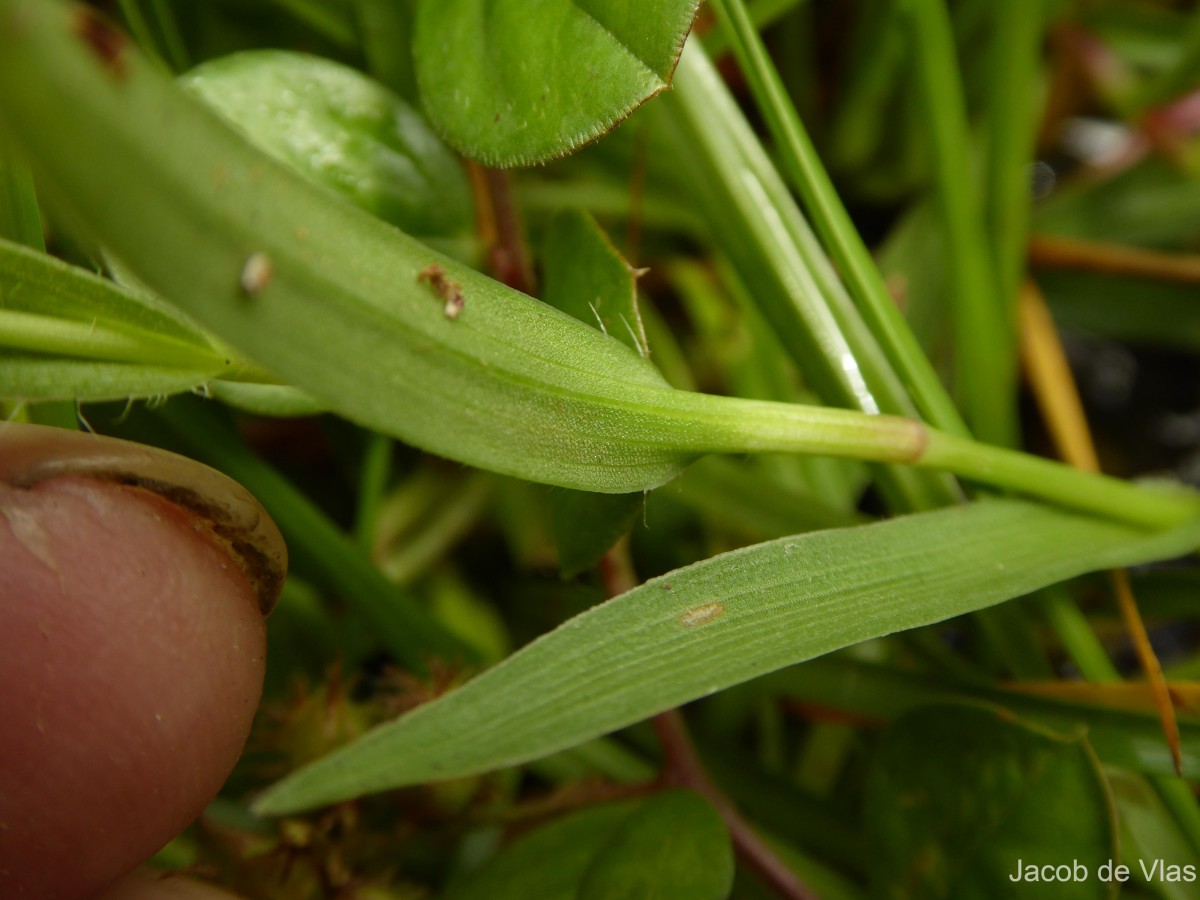 Murdannia dimorphoides subsp. dimorphoides Faden